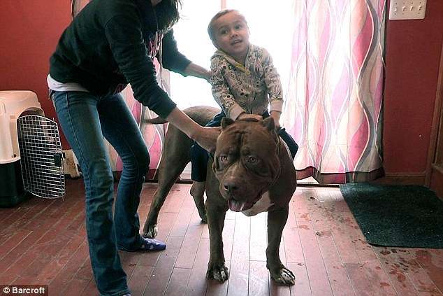 世界最大の番犬「ピットブル」がデカすぎる 17ヶ月でこの大きさ
