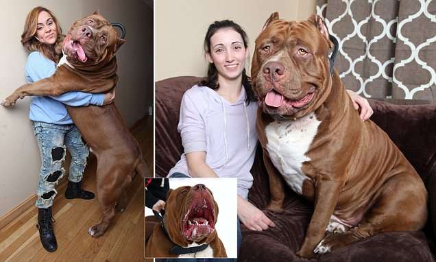 All aboard! Hulk the world's biggest pit bull with a 28-inch wide HEAD takes owner's three-year-old boy for rides | Daily Mail Online