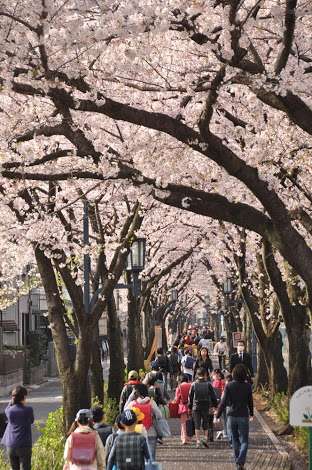 あなたの街の「桜の名所」、、、