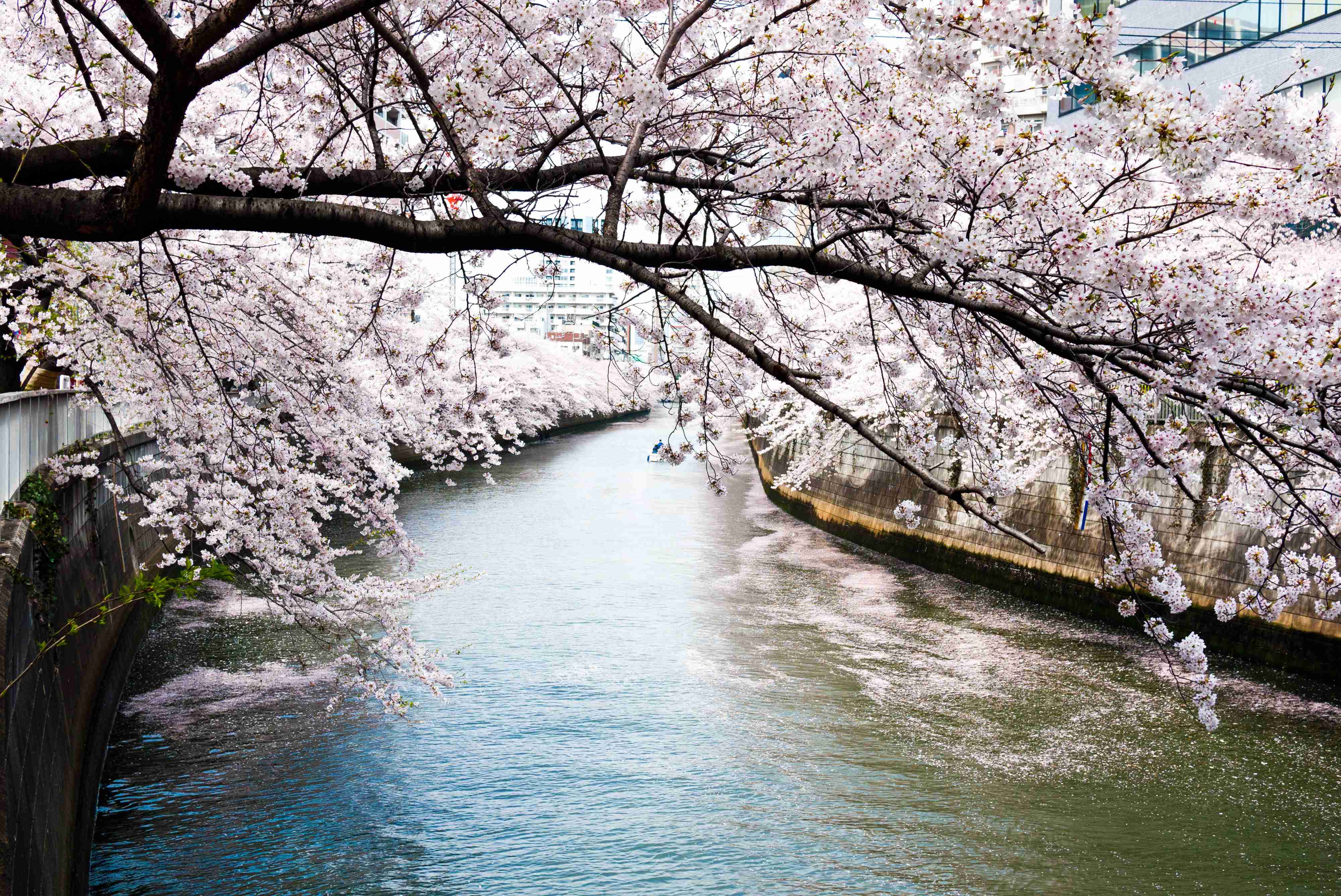 あなたの街の「桜の名所」、、、