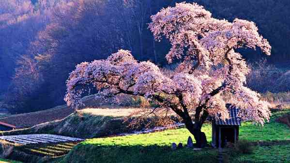 皆で花見しませんか?