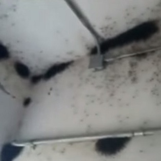 【動画】「まっくろくろすけ」にソックリ!?　気絶するほど恐ろしい、○○に支配された廃墟｜TOCANA