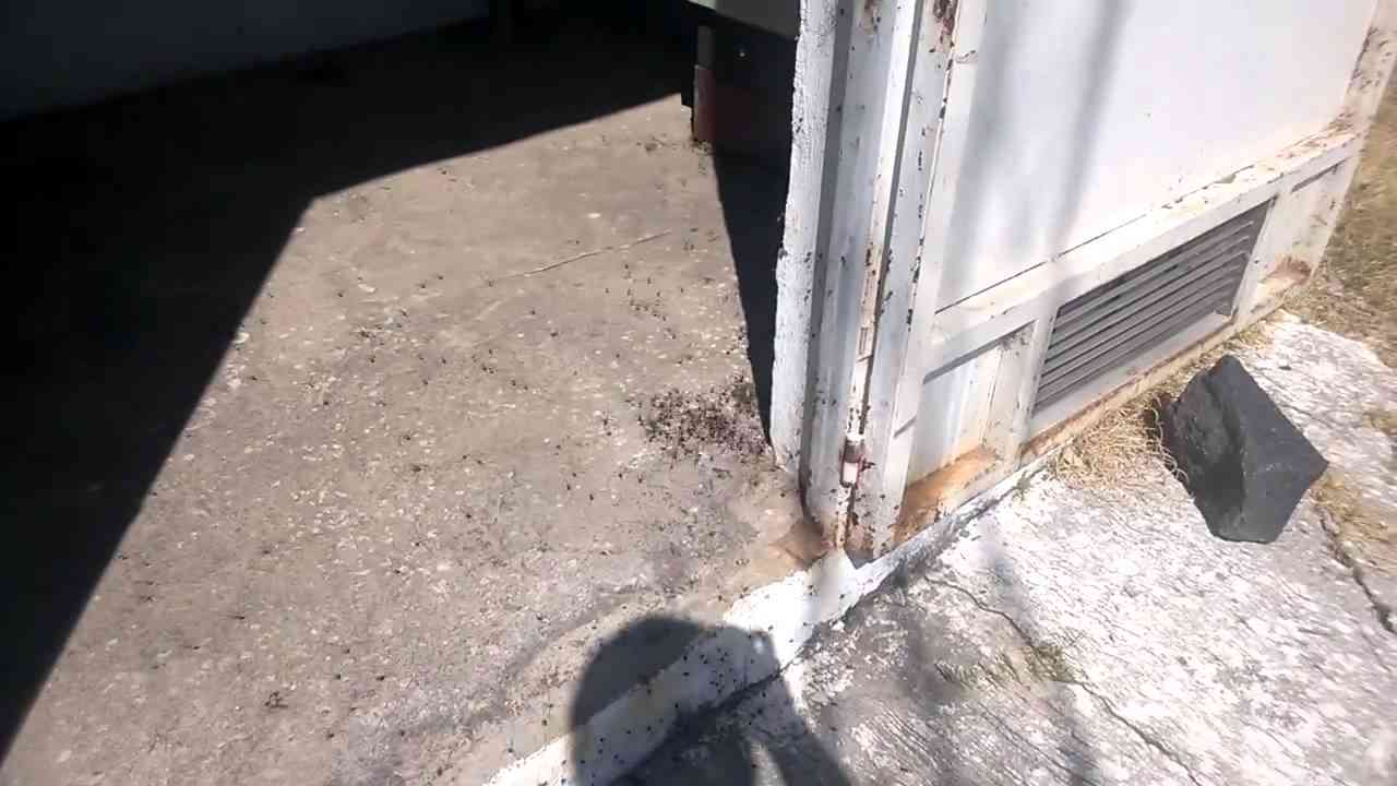 Clustered AF : Massive Amount Of Daddy Longlegs Take Over A Home - YouTube