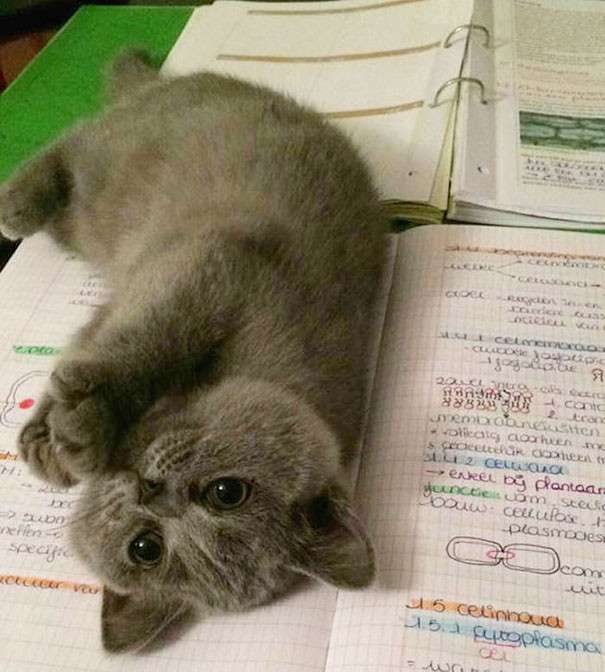 読書してる時の猫のかまってちゃんオーラｗｗｗｗｗｗｗ:ハムスター速報