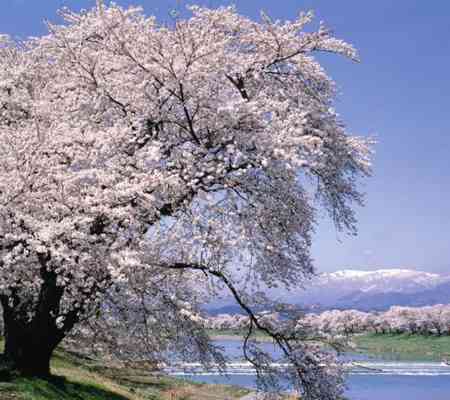 皆で花見しませんか?