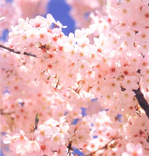 皆で花見しませんか?