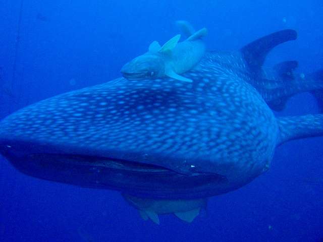 テンションの上がる画像を貼るトピ