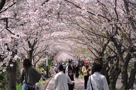 あなたの街の「桜の名所」、、、