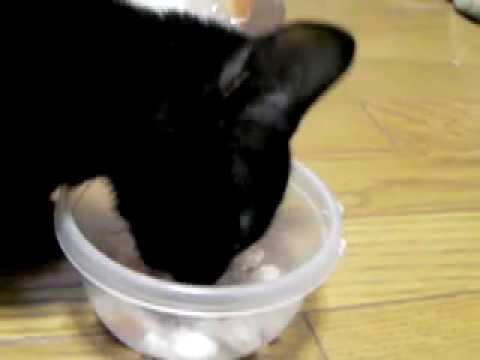 日本一わがままな猫☆くろべえ。ごはんが足りないと文句を言うねこ.mov - YouTube
