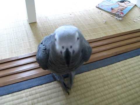 ヨウム　バズくんのおしゃべり　「ウ○○した...。」 - YouTube