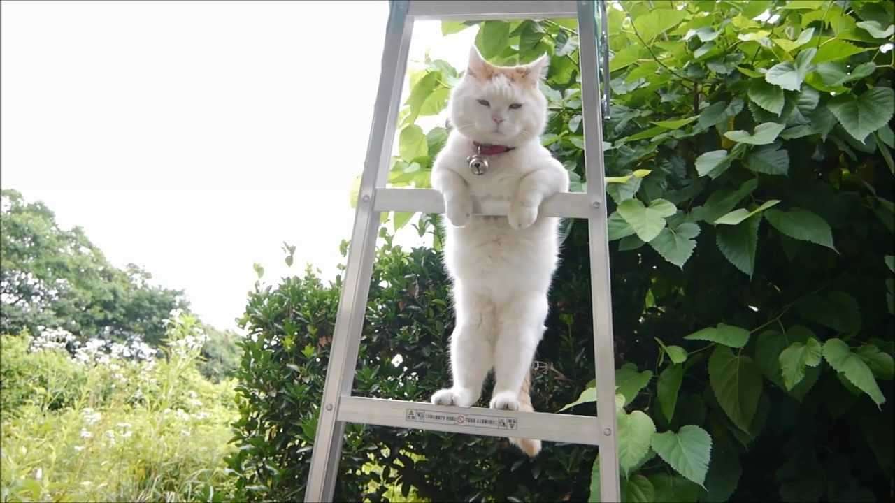 はしごの上のしろ　SHIRO on the ladder - YouTube