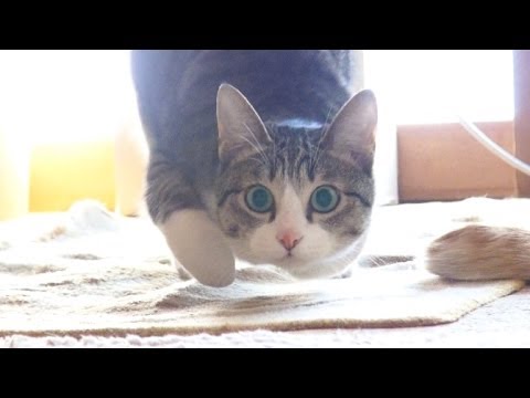 集中力が高い猫 - Ohagi has focus well.- - YouTube
