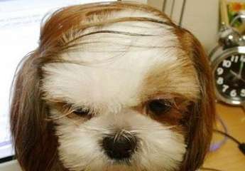 色々な犬種の画像トピ