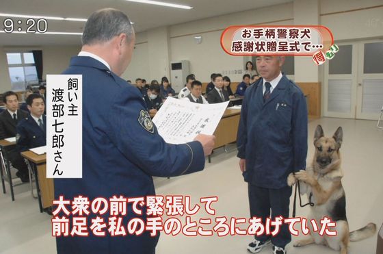 色々な犬種の画像トピ