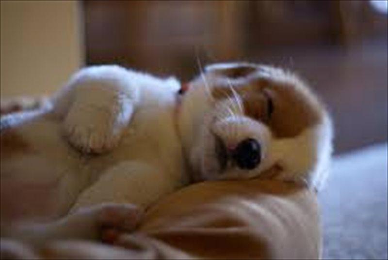 色々な犬種の画像トピ