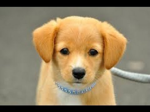 ギネスに載った世界一賢い犬。犬 - YouTube