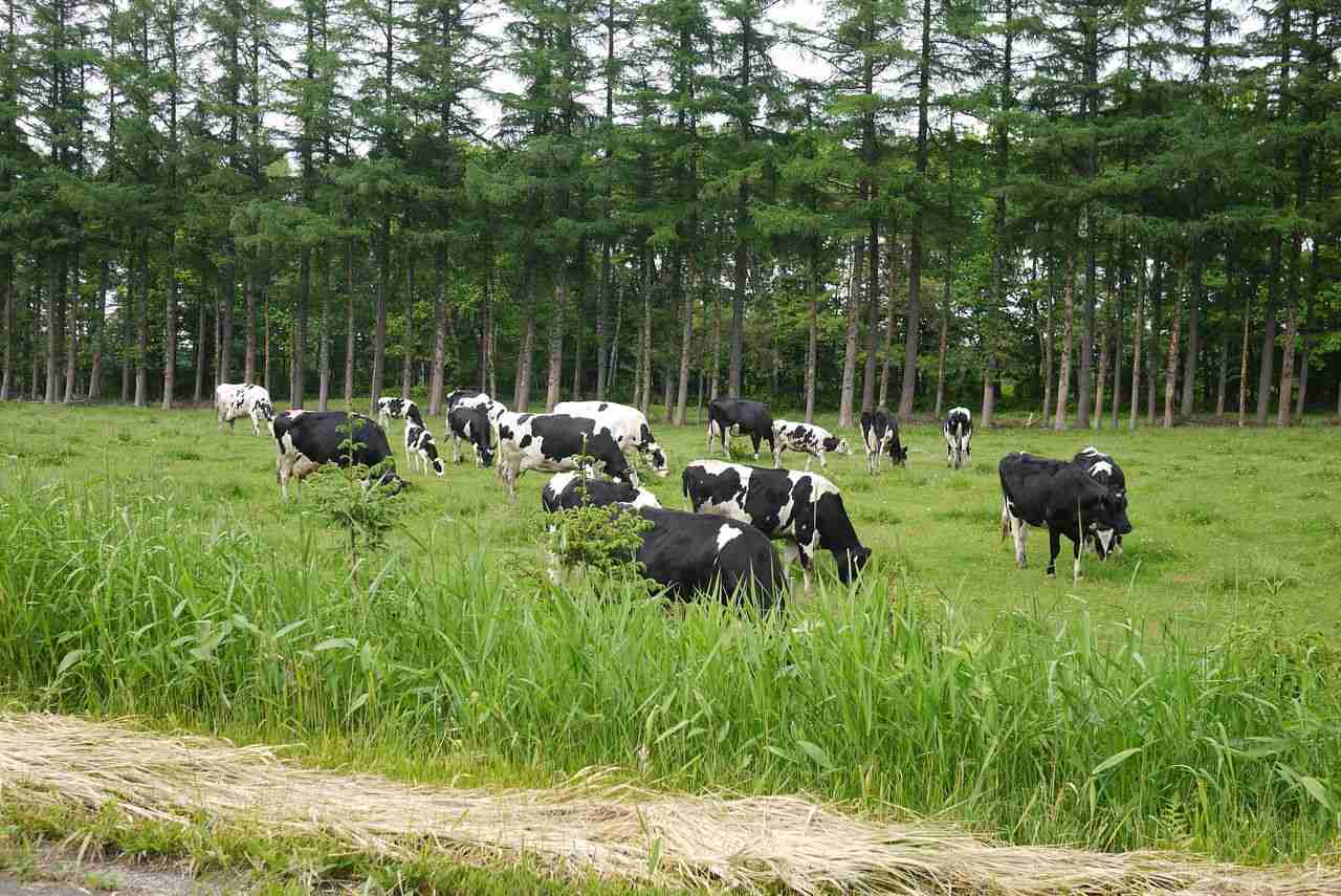 地元ならではの光景