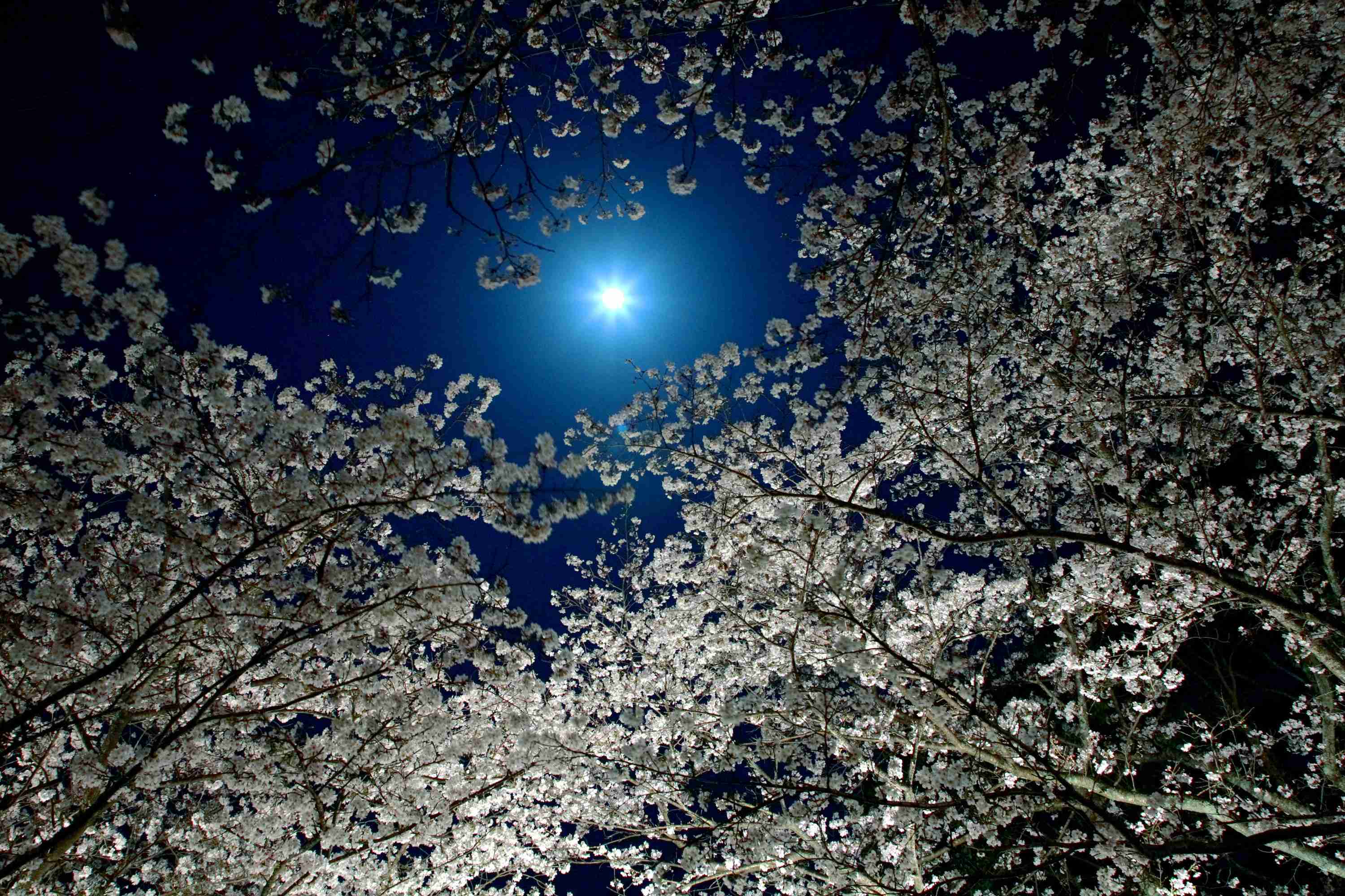皆で花見しませんか?