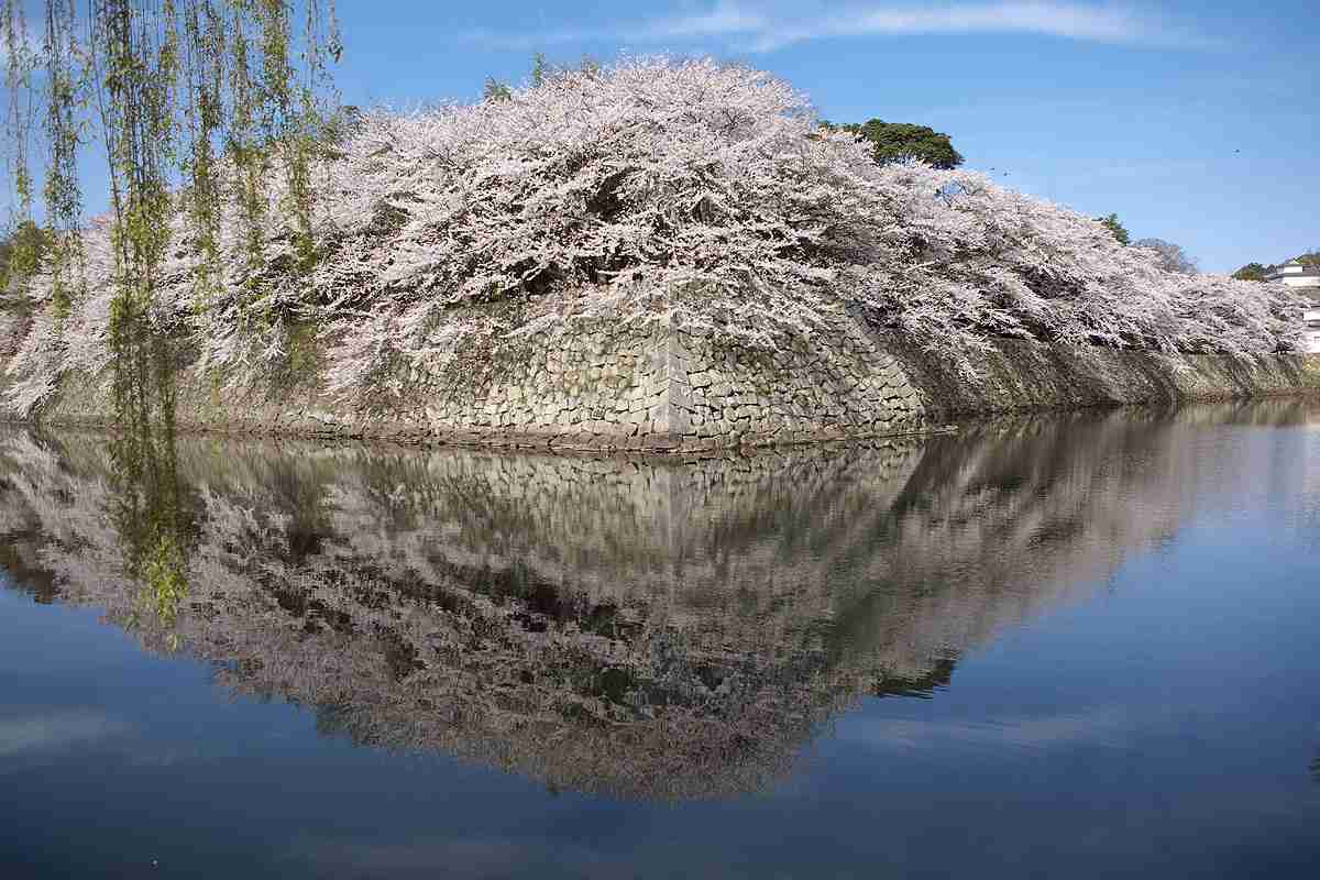 あなたの街の「桜の名所」、、、