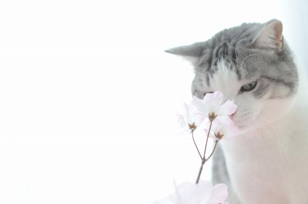 桜の花の匂いを嗅ぐ（かじる）猫:ハムスター速報