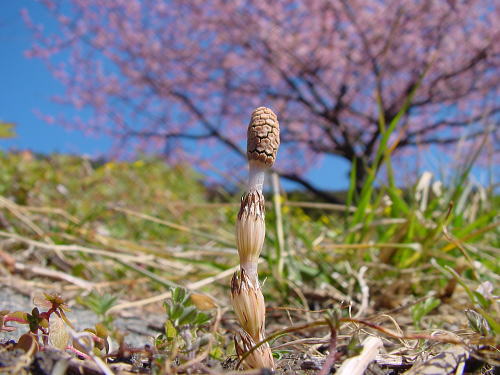 ちいさい春見つけた ~2015.春~