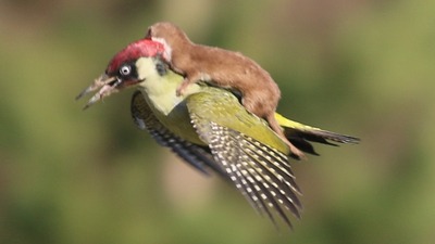シュールな画像ください。