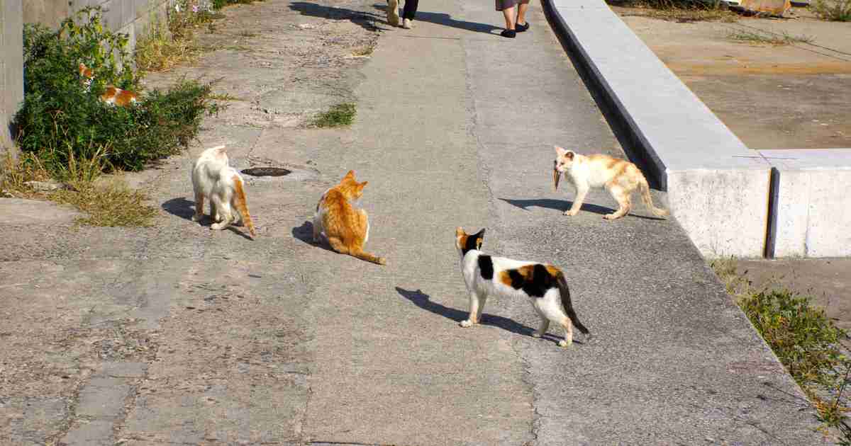 「通称:猫島」と呼ばれる瀬戸内海の男木島が、まさに猫の楽園だった！ - Find Travel