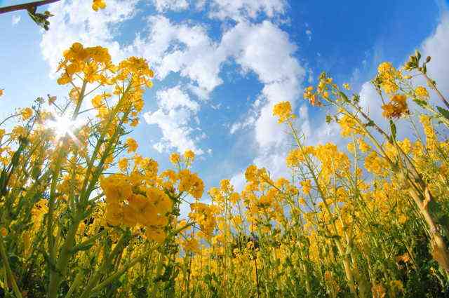 テンションの上がる画像を貼るトピ