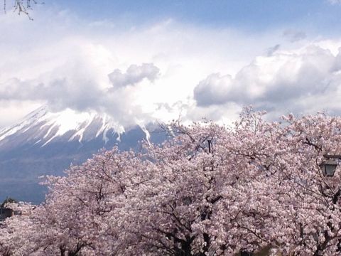 みなさんにとって桜とは？