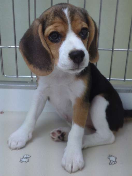 色々な犬種の画像トピ