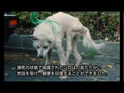 ハンカチぶんこ「実験犬シロのねがい」より―問われる動物実験 - YouTube