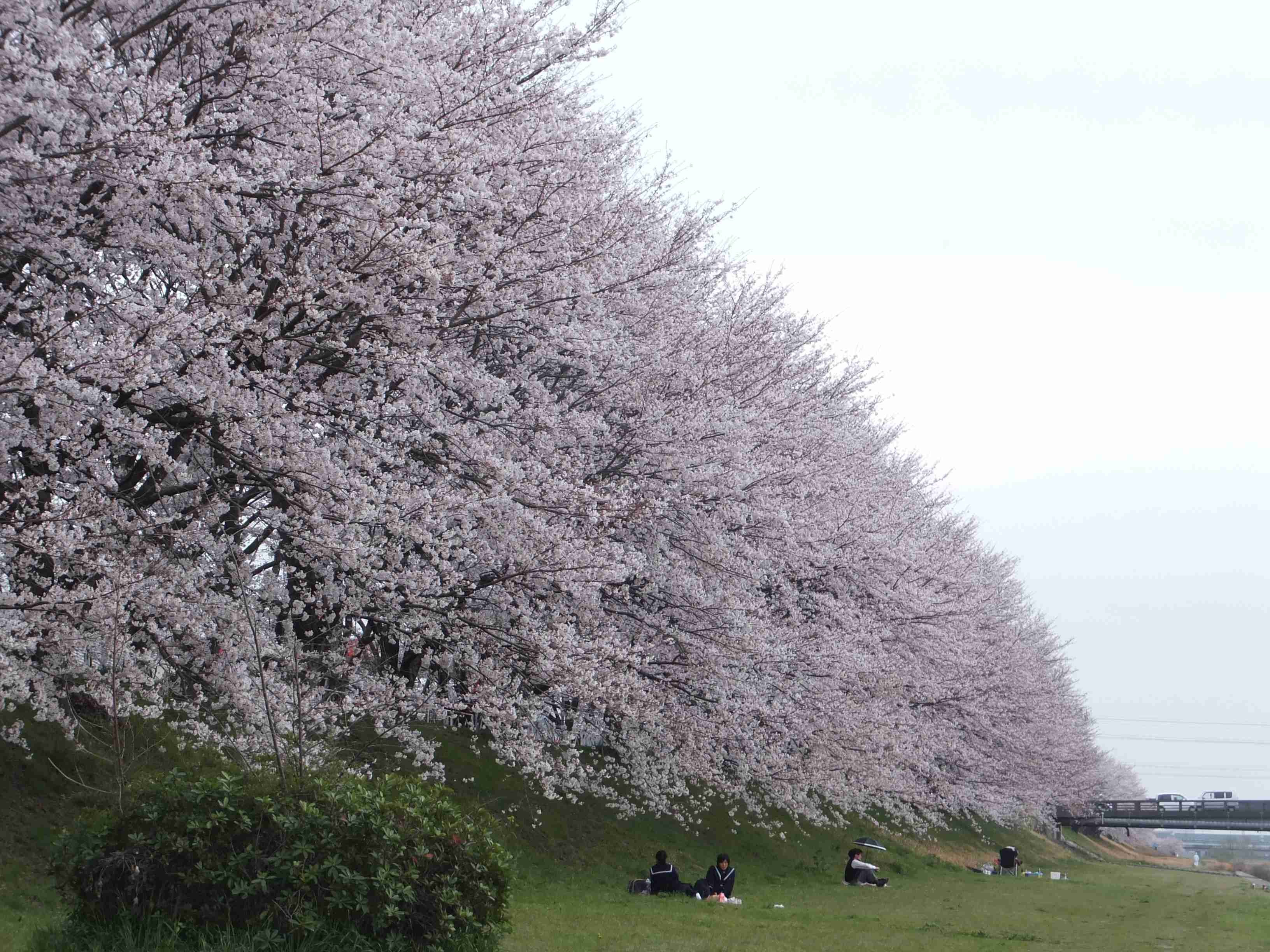 あなたの街の「桜の名所」、、、