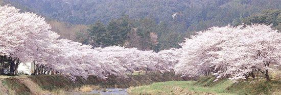 あなたの街の「桜の名所」、、、