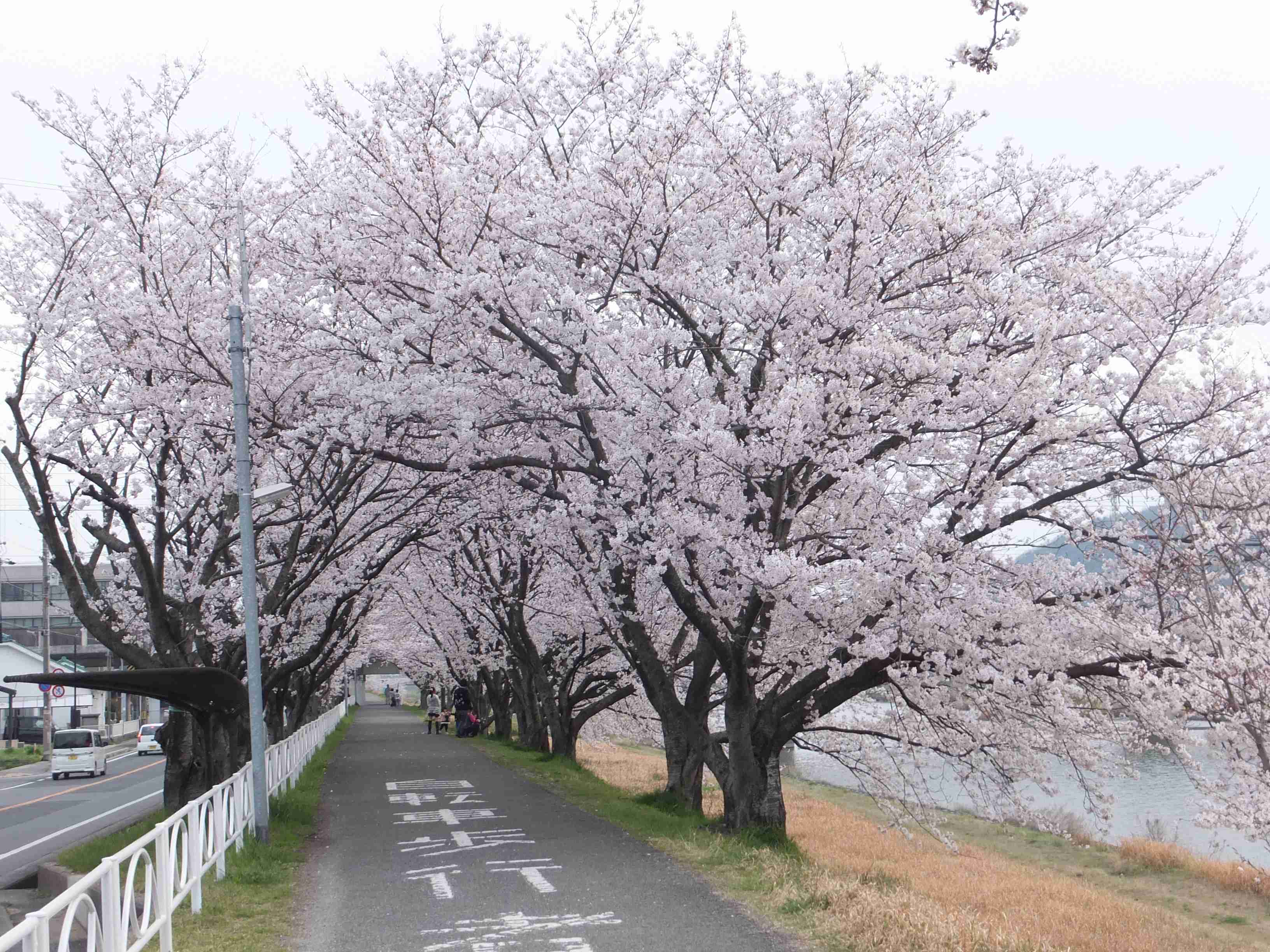 あなたの街の「桜の名所」、、、