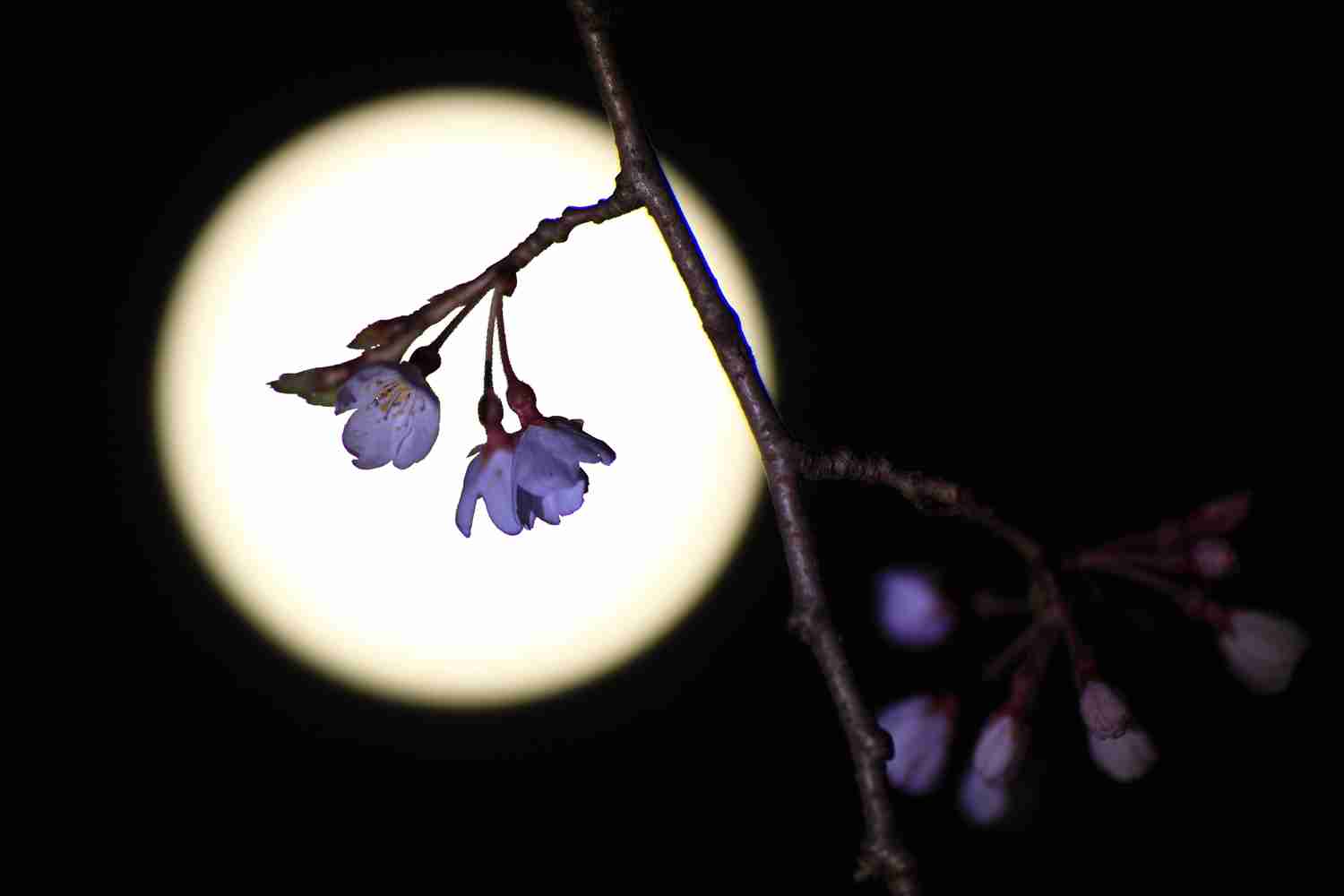皆で花見しませんか?
