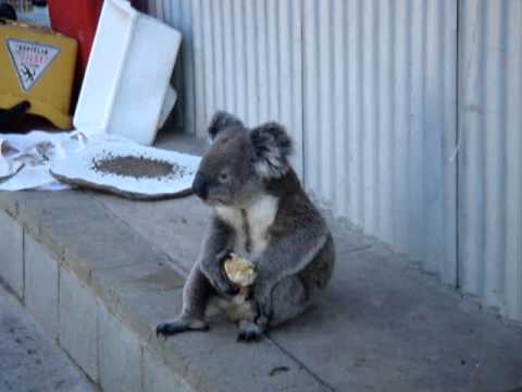 Sensation - Koala eating an apple! - YouTube