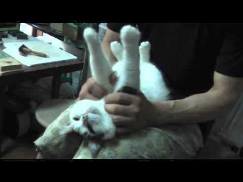 整体師による猫のマッサージ - YouTube