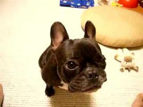 りんごを味わって食べる　French Bulldog anko フレンチブルドッグ あんこ - YouTube