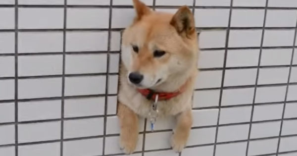ちょっと元気が出る画像
