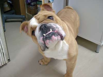 色々な犬種の画像トピ