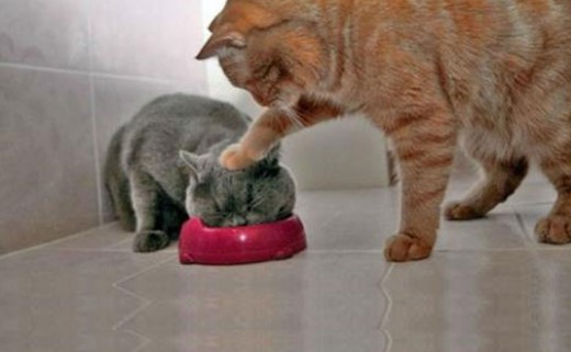 わざとでしょ？と思う画像