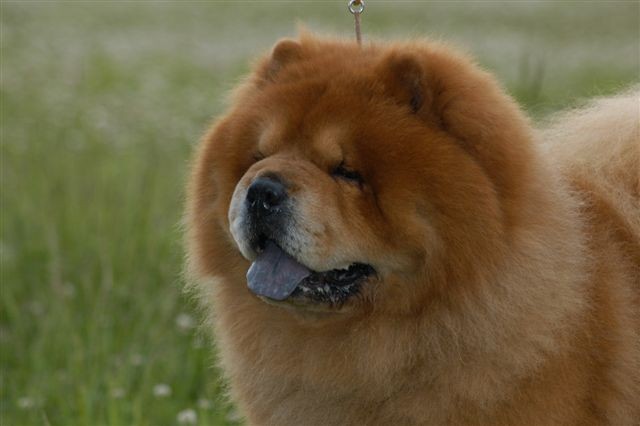 色々な犬種の画像トピ