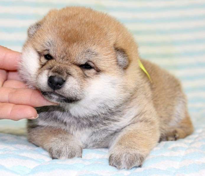 色々な犬種の画像トピ