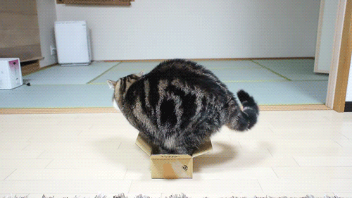 【画像】ネコが選択を間違えた瞬間www