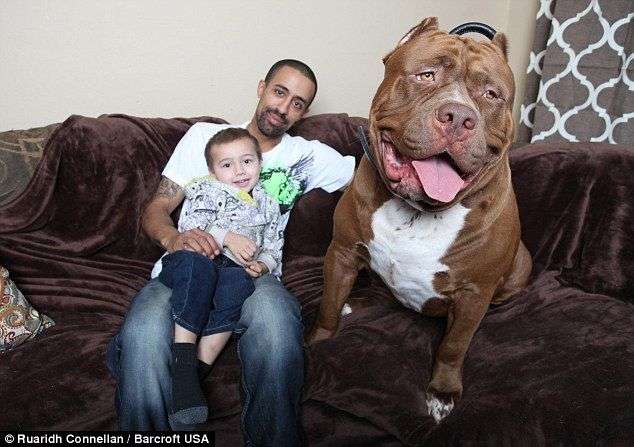 世界最大の番犬 ピットブル がデカすぎる 17ヶ月でこの大きさ ガールズちゃんねる Girls Channel