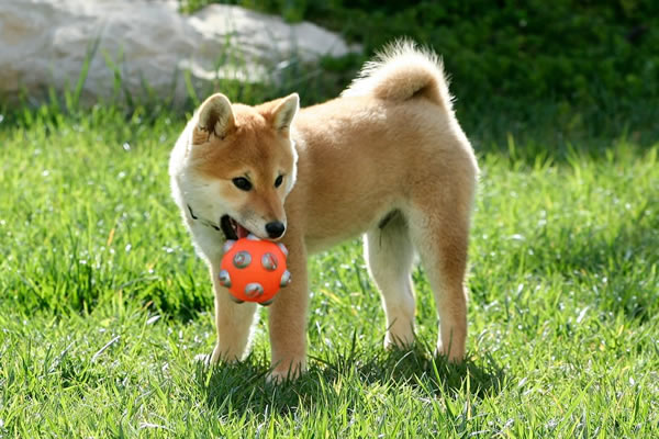 色々な犬種の画像トピ