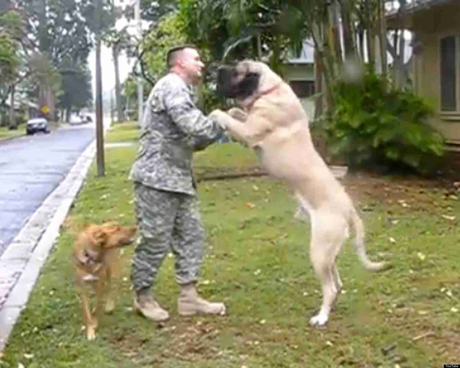 Dogs Welcoming Soldiers Home - YouTube