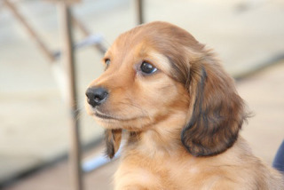 色々な犬種の画像トピ