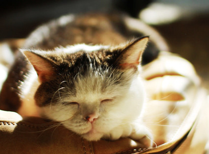 【ネコの家】“ひとりぼっち” になってもお守りします…… / 飼い主を亡くした高齢ネコ向け『老ネコホーム』が心強い！平均ネコ年齢は10～20才ニャ!!