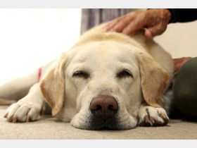 盲導犬フォーク刺し事件は実は皮膚病だった？デマはどのように拡散したのか